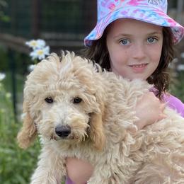 Boy 1 - Goldendoodle puppy in Newport, New York from Snuggle Me Doodles
