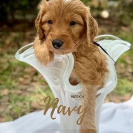 Goldendoodle Puppies from Ruby Pupper Doodles