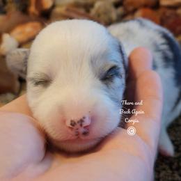 Pearl - Blue merle and white female Cardigan Welsh Corgi puppy in Winston, Oregon from There and Back Again Corgis