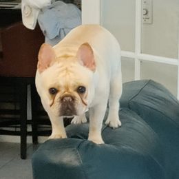 Vela - French Bulldog