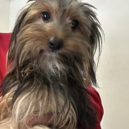 Sasha - Yorkshire Terrier
