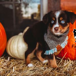 Miniature Australian Shepherd and Toy Australian Shepherd Puppies from Fireside Toy & Mini Aussies
