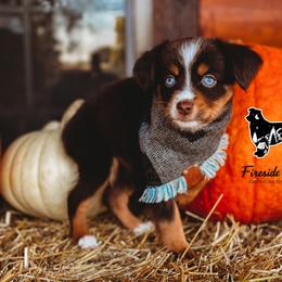 Miniature Australian Shepherd and Toy Australian Shepherd Puppies from Fireside Toy & Mini Aussies