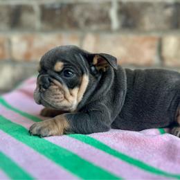 Carol - Blue tri-color female Bulldog puppy in Hernando, Mississippi from Blues City Bulldogs