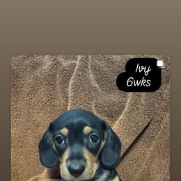 Ivy - Black and tan female Dachshund puppy in Casselberry, Florida from Amore Mini Dachshund Breeders & More