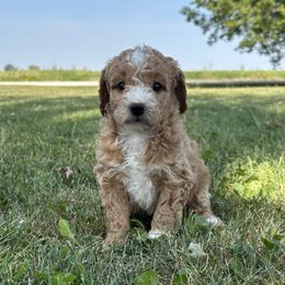 Girl 32 - Parti female Goldendoodle puppy in West Point, Iowa from Circle A Mini Goldendoodles and Mini Bernedoodles