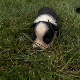 Cinch - Black tri-color male Australian Shepherd puppy in Ridgeville, Indiana from McCord’s Standard Aussies