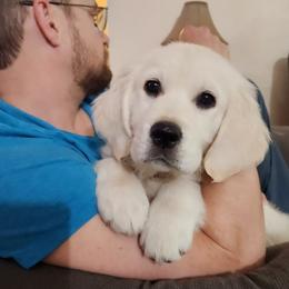 Golden Retriever Puppies from Dandelion Meadows Farm