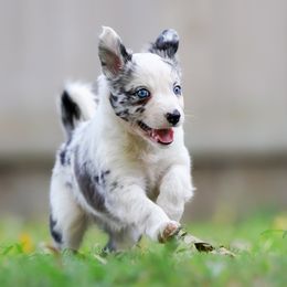 Girl 1 - Border Collie puppy from Air Capital Border Collies