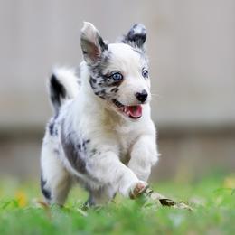 Girl 1 - Border Collie puppy from Air Capital Border Collies