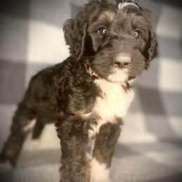 Bernedoodle Puppies from Starlight Bernedoodles