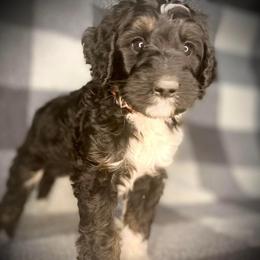 Bernedoodle Puppies from Starlight Bernedoodles
