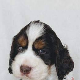 Bronco - Liver white and tan male English Springer Spaniel puppy in Casa Grande, Arizona from The Spaniel Garden