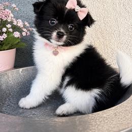 Penny - Black parti female Pomeranian puppy in Costa Mesa, California from Wheresmil0