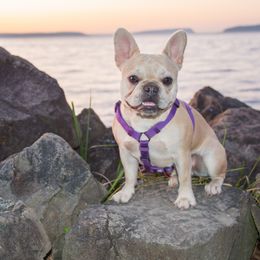 Pearl - French Bulldog