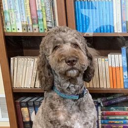 Reese - Goldendoodle