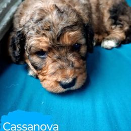 Cassanova - Phantom Bernedoodle puppy in Woodland, Georgia from Bethel Doodle Ranch