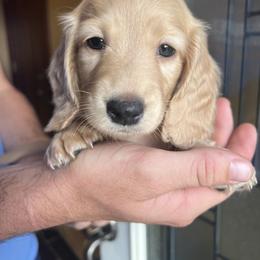 Dachshund Puppies from Loveland Doxies