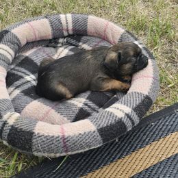 Girl 1 - Belge female Brussels Griffon puppy in Canyon Creek, Montana from Mad Monkey