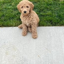 Goldendoodle Puppies from Hannah Mae Doodles