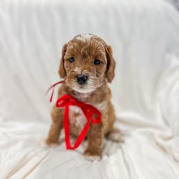 Ground Hog - Red  male Goldendoodle puppy in Sulphur, Louisiana from Curly Q’s Of Carlyss