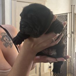 Girl 1 - Black female Chinese Shar-Pei puppy in Saint Joseph, Missouri from Durenda Springer- Barber