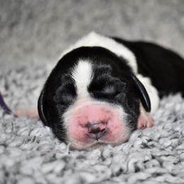 Marley - Black and white female English Springer Spaniel puppy in Chapmansboro, Tennessee from Balthrop Bend Farms