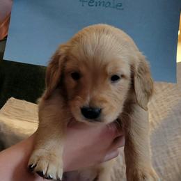 Girl 3 lt blue - Golden Golden Retriever puppy in Brush Prairie, Washington from Paradise Peaks