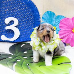 Fin - Blue merle male Australian Shepherd puppy in Eubank, Kentucky from Ashlee's Aussies