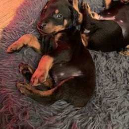 Doberman Pinscher Puppies from Spellbound Doberman Pinschers