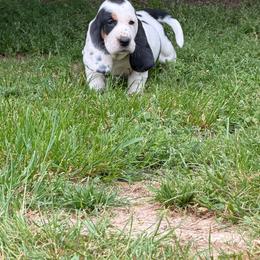 Pink collar - Black tan and white female Basset Hound puppy in Manchester, Tennessee from Middle TN Leopard Catahoulas and Middle TN Bassett Hounds