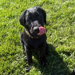 Kodi - Black male Labrador Retriever puppy in Menifee, California from Dioscuri Kennel