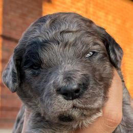 Dendritic - Merle male Goldendoodle puppy in Philadelphia, Pennsylvania from Jah’s Retrievers
