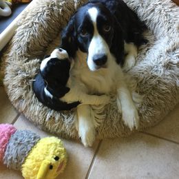 Dachshunds and English Springer Spaniels from Dalin English Springer Spaniels and Dachshunds