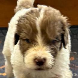 Dante - male Newfypoo puppy in San Antonio, Texas from Mammoth Doodles
