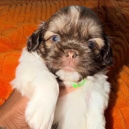Godzilla - Liver and white male Shih Tzu puppy in Buford, Georgia from Shih Tzu by MayMay