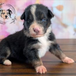 Brody - Black tri-color male Australian Shepherd puppy in Fultonville, New York from Sandy Aussies & Pomeranians