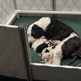 Selection 9. This slot does not indicate gender or coloring - Black and white female Sheepadoodle puppy in Bloomfield, New Jersey from C3 Sheepadoodles