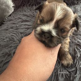 Puppy 1 COCO - Red and tan male Shih Tzu puppy in Albemarle, North Carolina from Wilson Kennel