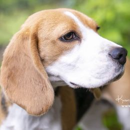 Beagles from Joyful Noise Beagles