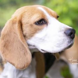 Beagles from Joyful Noise Beagles