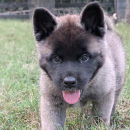 Saki's Girl - Black female Akita puppy in South Carolina from Sierra Mountain Akitas