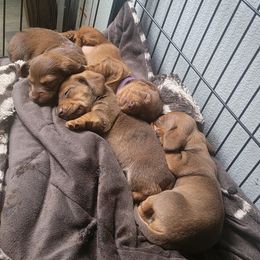 Dachshunds from Yelena's Dachshunds