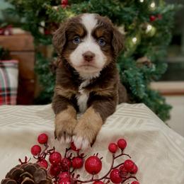 Breyer - Black tri-color female Assorted Doodle Crosses puppy in Randolph, Utah from Dry Canyon Pups