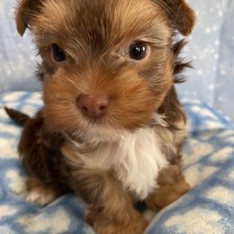 Yorkshire Terrier Puppies from Sport Yorkie