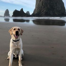 Labrador Retrievers from Coker Butte Labradors