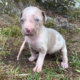 Peach collar male - Blue merle male Catahoula Leopard Dog puppy in Gadsden, Alabama from Rich Cat’s