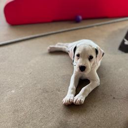 Green collar LUA Male - White and black male Dalmatian puppy in Hawkins, Texas from Snow Dalmatians
