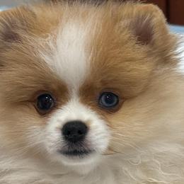 Rose Bud 'Rosie' - Orange parti female Pomeranian puppy in Palatka, Florida from Sugarland Pomeranians