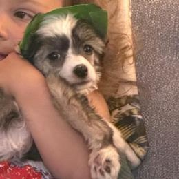 Orchid - Sable female Chinese Crested puppy in Sweet Home, Oregon from Rhapsody Poodles & Cresteds